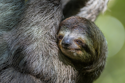 Close-up of a three-toed sloth in Manuel Antonio National Park in Costa Rica.