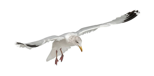 istock European Herring Gull, Larus argentatus, flying 149722919