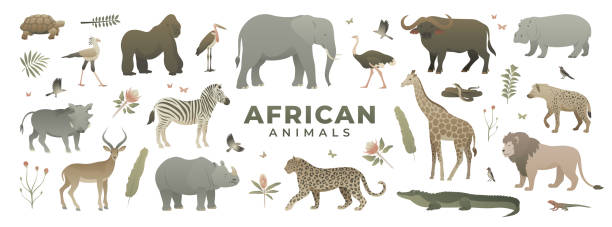 illustrazioni stock, clip art, cartoni animati e icone di tendenza di collezione di animali africani isolati su sfondo bianco. - impala