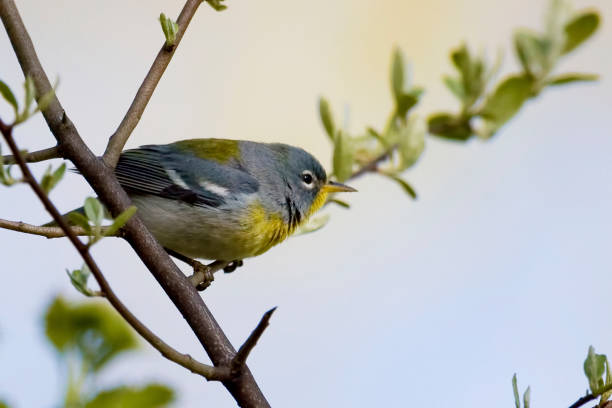 istock Northern Parula, Setophaga americana, perched in a tree 1497232336