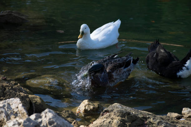 istock The ducks swimming on the ponds 1497233802