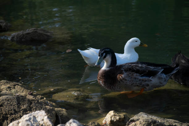 istock The ducks swimming on the ponds 1497233980