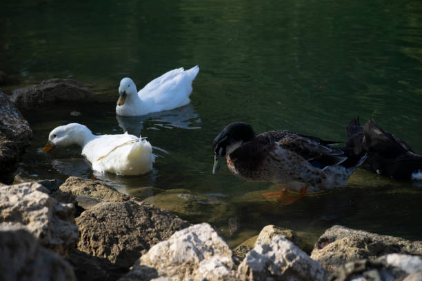 istock The ducks swimming on the ponds 1497234020
