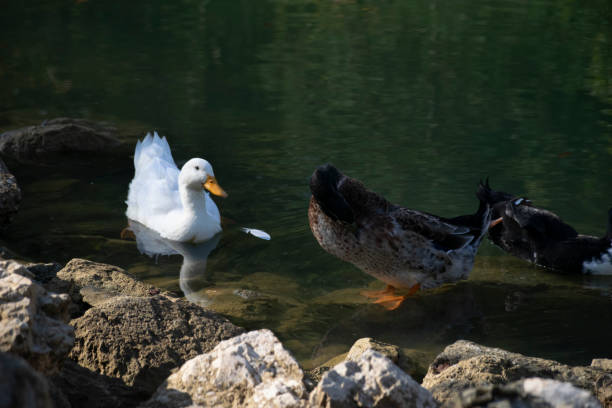 istock The ducks swimming on the ponds 1497234089