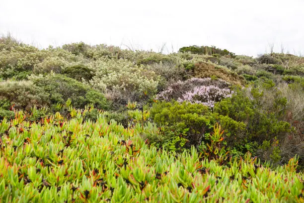 Beautiful Carpobrotus edulis plants and bushes in the coast of Alentejo, Portugal