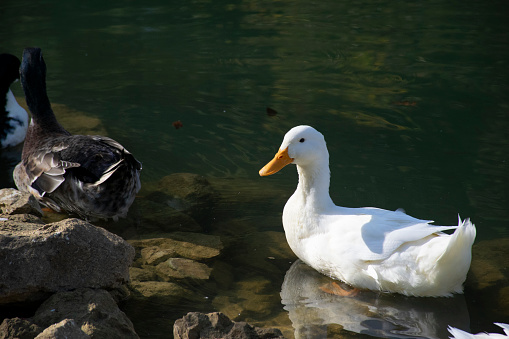 The ducks swimming on the ponds. Birds and animals in wildlife concept.