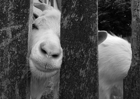 A curious white goat pokes its nose between the rungs of the fence. Black and white picture.