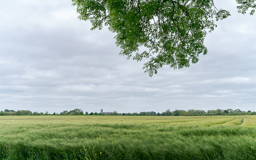 Stiff breeze blowing across armland growing crop of wheat and ancient minster on horizon under cloudy sky in rural Beverley, Yorkshire, UK.