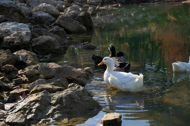 istock The ducks swimming on the ponds 1497235162