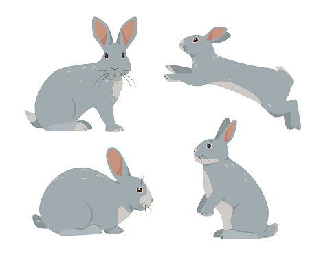 Set of domestic rabbits or gray hares in different poses. Farm or wild animals or pets icons isolated on white background. Hare or rabbit Vector illustration.