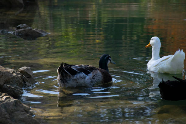 istock The ducks swimming on the ponds 1497235391