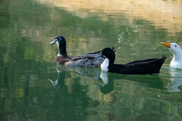 istock The ducks swimming on the ponds 1497235662