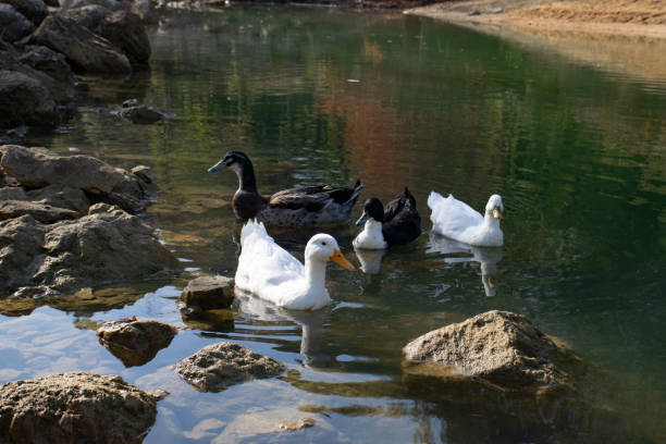 istock The ducks swimming on the ponds 1497235836
