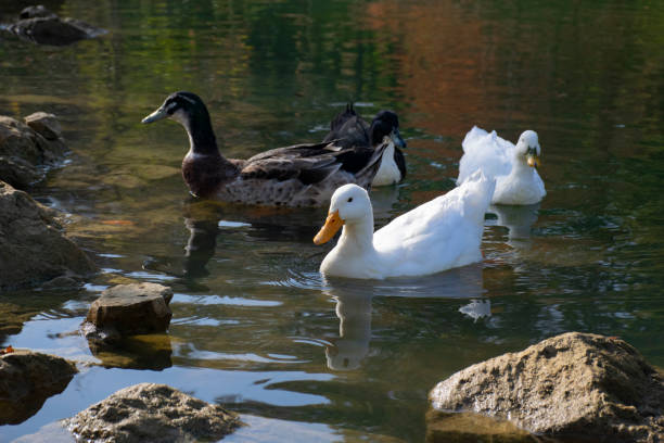 istock The ducks swimming on the ponds 1497236441
