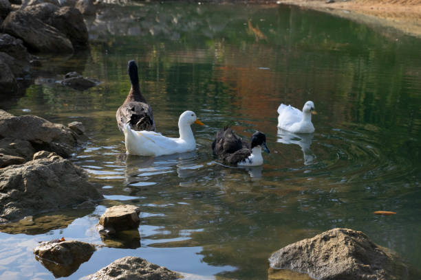 istock The ducks swimming on the ponds 1497237003