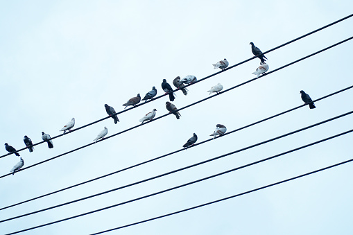 Pigeons on power lines