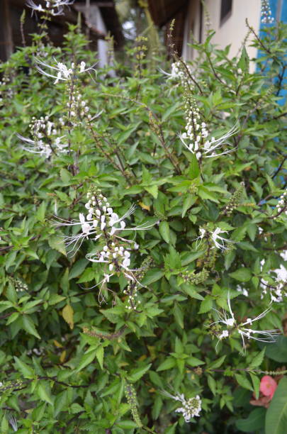 istock This herbal medicinal plant is called Orthosiphon aristatus, or often called Java tea or Cat's whiskers. In Indonesia it is known as Kumis Kucing plant 1497237080