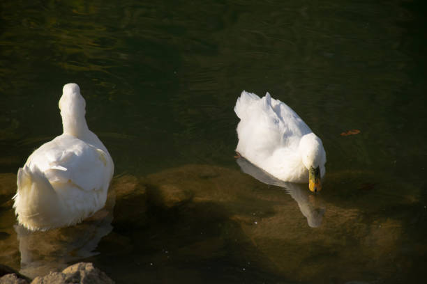 istock The ducks swimming on the ponds 1497237240