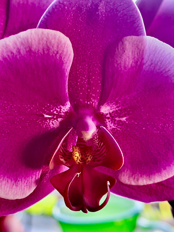 Abstract bold pink, purple background Orchid