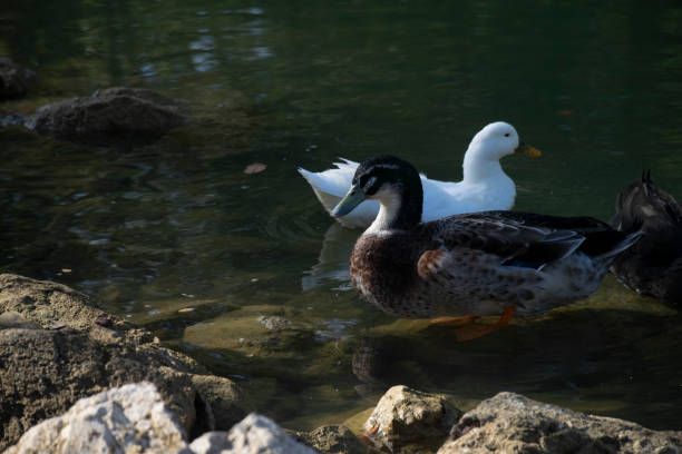 istock The ducks swimming on the ponds 1497239440