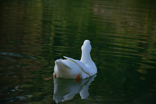 The ducks swimming on the ponds. Birds and animals in wildlife concept.