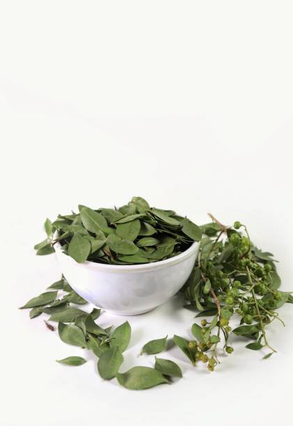 istock Henna Tree Fruits or Mignonette Tree Leaves in a White Bowl Isolate on White Background, Also Known as Egyptian Privet 1497239665