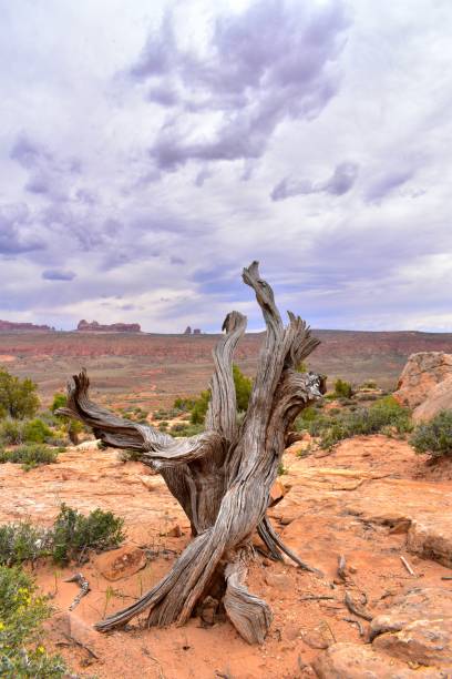 istock Arches National Park Utah Red Rock Formations Sunset Dramatic Sky 1497239944