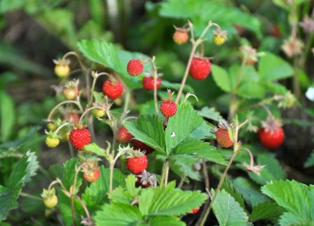 istock Ripe berries of wild strawberry. 1497241014