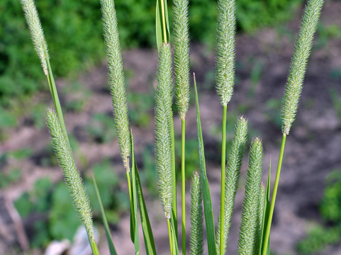 Valuable forage grass timothy (Phleum pratense) grows in the meadow