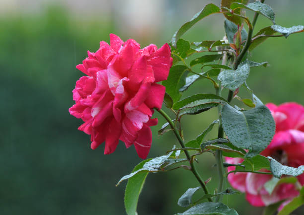 istock Roses bloom in the garden. 1497241118