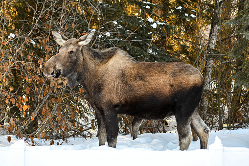 A moose calf enjoying some willow branches during the winter in Anchorage, Alaska. The Alaska moose is the largest subspecies of moose in North America, and can eat up to 40-60 pounds daily.