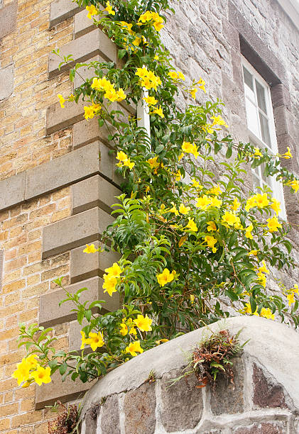 istock Bright Yellow Flowers on Vine up Old Wall 149724155