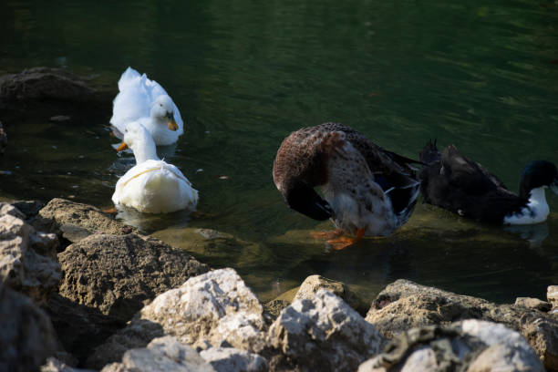 istock The ducks swimming on the ponds 1497241675