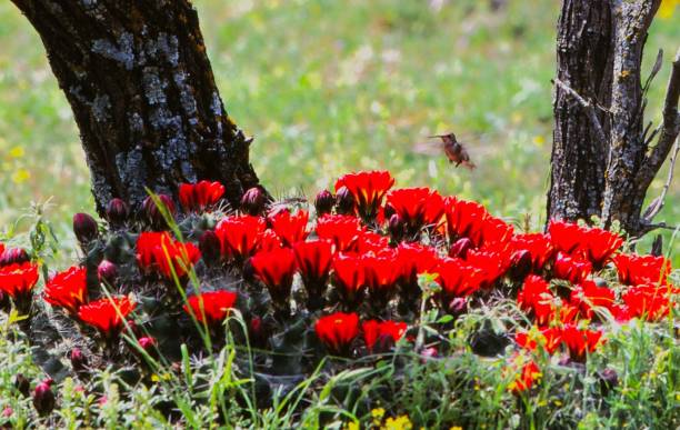 schwarzkinn-kolibri -claret cup kaktus -menard, tx - claret cup stock-fotos und bilder