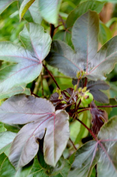 istock A herbal medicinal plant called Red Jatropha (Jatropha gossypiifolia). In Indonesia it is called the Jarak Merah, has medicinal properties and contains poison 1497242829