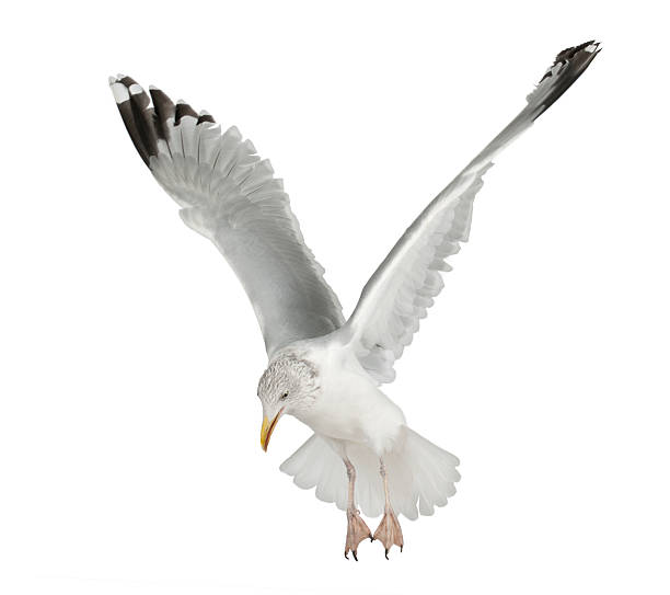 istock European Herring Gull, Larus argentatus, flying 149724301