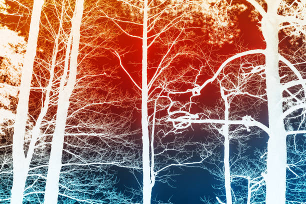 istock Abstract stylized natural photo with white silhouettes of bare trees 1497243241