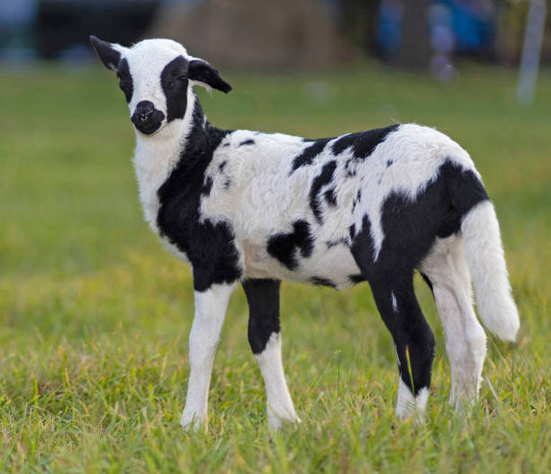 istock Lamb with floppy ears and black and white spots 1497243417