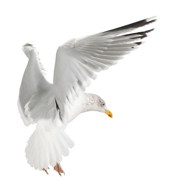 istock European Herring Gull, Larus argentatus, flying 149724501