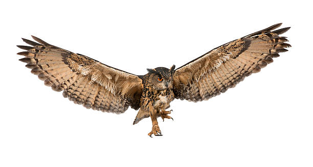 Eurasian Eagle-Owl flying against white background