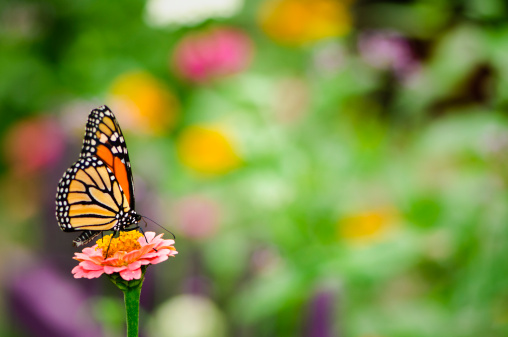 Monarch butterfly (Danaus plexippus) feeding on a pink  zinnia flower in a garden.  Out of focus area for copy.