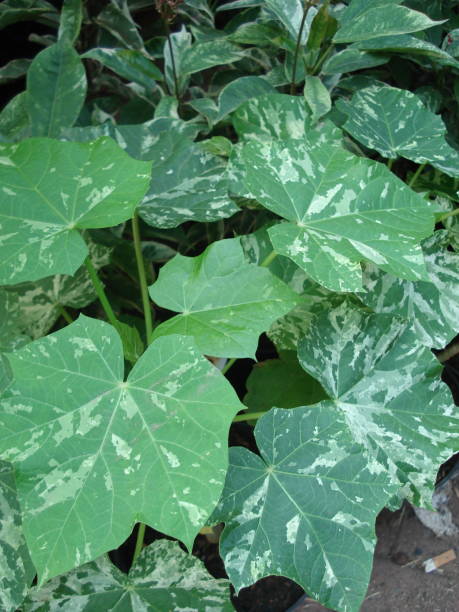 istock Jatropha variegata (Jatropha curcas) plants thrive in pots 1497245550