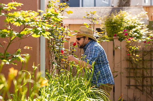 High quality stock photos of a middle aged male gardener tending roses and wearing a straw hat.