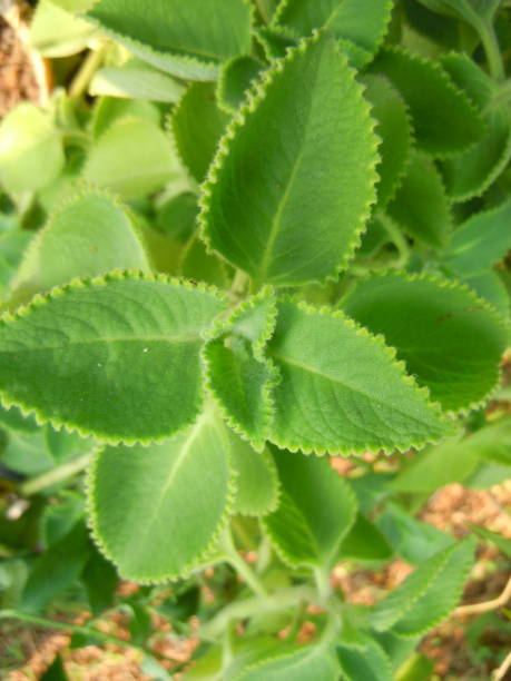 istock This herbal medicinal plant is called Plectranthus amboinicus. In Indonesia, it is called Daun Tebal or Daun JIntan 1497247400