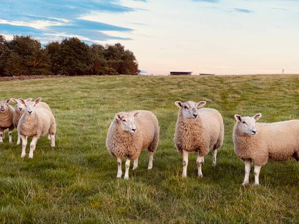 istock Sheep in a field in County Durham 1497250551