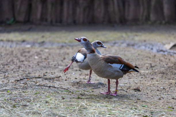 istock A brightly colored large bird Nile Goose - Alopochen aegyptiaca 1497250569