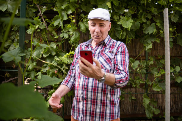 istock Homegrown vegetables are really healthy 1497251190