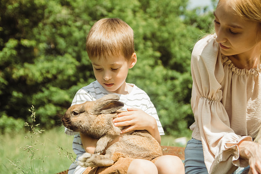 A boy is playing with a cute little rabbit sitting on his lap on a sunny summer day on a farm in the village. The concept of a contact zoo, love and care for pets