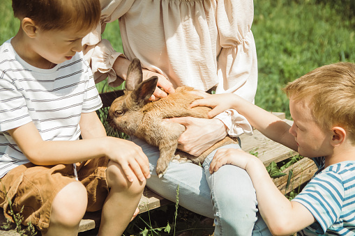 Children are playing with cute little rabbit sitting on their lap on a sunny summer day on a farm in the village. The concept of a contact zoo, love and care for pets