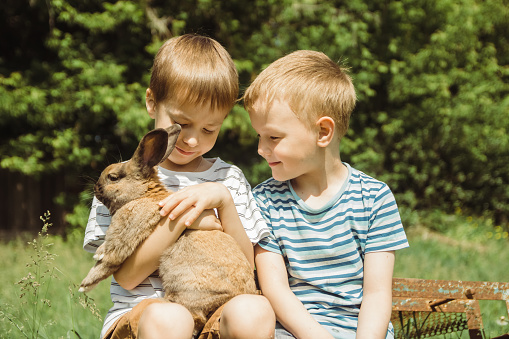 Two boys are playing with cute little rabbit sitting on their lap on a sunny summer day on a farm in the village. The concept of a contact zoo, love and care for pets